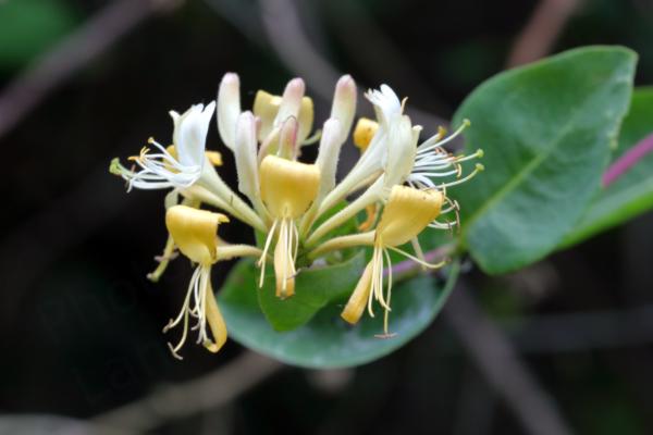 A cluster of Wild Honeysuckle flowers pale yellow to cream in colour with long white stamens.