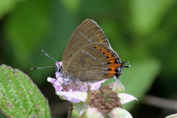 A Blackberry Flower is providing lunch to a Black Hairstreak Butterfly with folded wings showing the pale brown undersides and orange markings towards the rear edges of the wings.