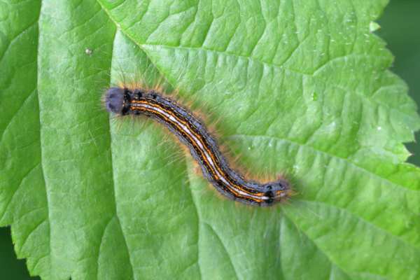 A rather hairy pale blue Lackey Moth Caterpillar with long narrow stripes of black orange and white along its length.