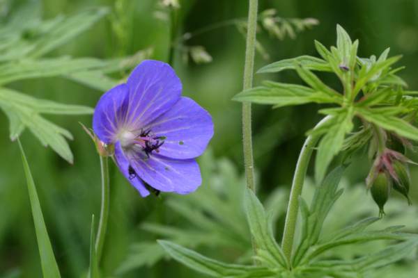 A Meadow Cranesbill flower with five large broad violet blue petals a creamish centre leading to pinkish stamens and dark blue anthers.
