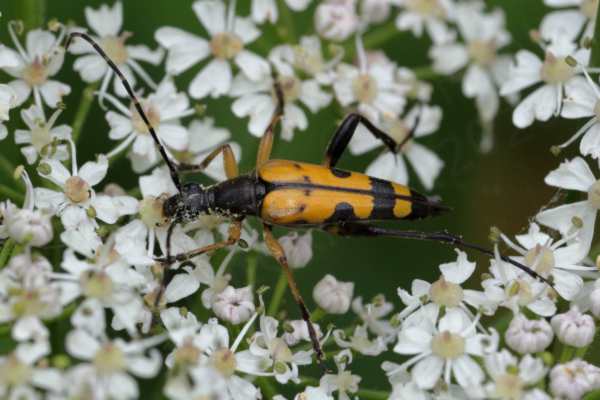 A long and slender Black and Yellow Longhorn Beetle mostly black but with darker yellow legs and elytra than most we have seen.
