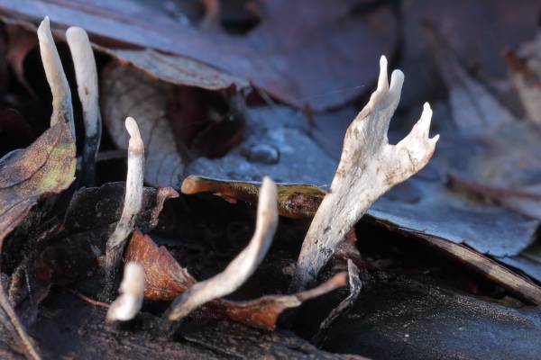 Candlesnuff Fungus is quite easy to identify with its multiple tall slender antler shaped stems in a textured chalky white colour rising from a black base.