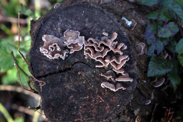 The end of a damp looking fallen tree trunk has a large growth of hairy brown and cream stemless fungi covering the surface in a wave like pattern.