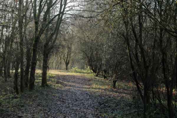 Dappled sunlight illuminates some small trees and reflects a little off the fallen leaves on the path which runs through the woods.