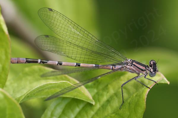 Sitting on lime green foliage is a salmon pink Damselfly with telltale black mushroom shaped markings along its back identifing it as an immature Common Blue.