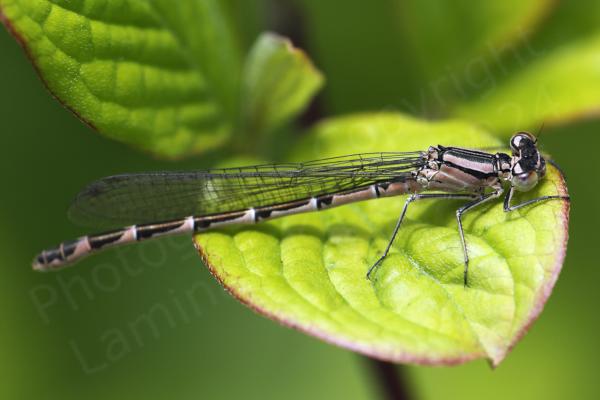 This female Damselfly is a salmon pink colour with the same distinctive mushroom shaped markings as the male but they are joined together in a solid stripe along its back.
