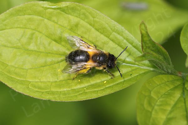 A rather hairy little black and yellow bee covered in yellow pollen is resting on a bright green leaf.
