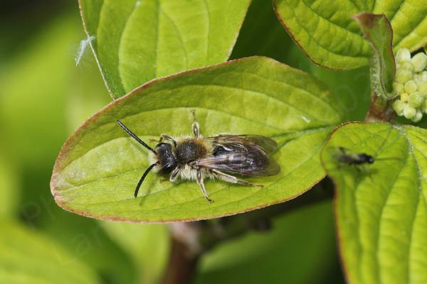 This fluffy little Bee has a black body with lots of long cream to light brown hair including what manages to look like a bushy moustache beneath its black antenna.