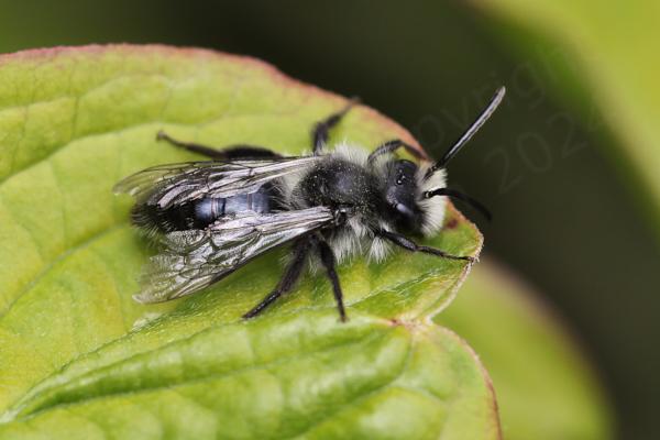 This bee has rather battered wings but very distinctive colouration with a black body and long light grey to white hairs on its thorax and a huge similarly coloured moustache.