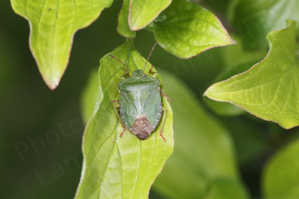 A vibrant glossy green Shieldbug with reddish brown legs and antenna is resting on the leaf of a tree.