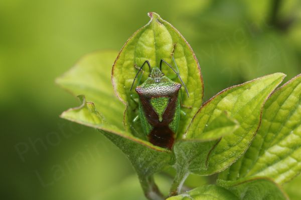 Nestled amongst some foliage is a green Shieldbug with a large and distinctive reddish brown upside down triangle on its back and black antenna which are folded in the middle rather like cow horn handlebars.