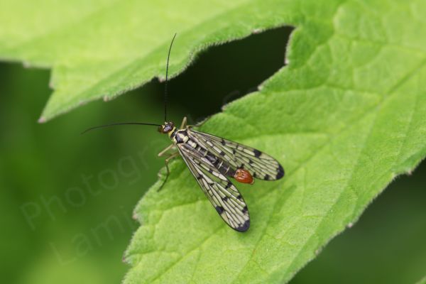 The Scorpion Fly is a very distinctive looking insect with its black chequered markings on translucent wings and a pale yellow and black body leading to a red tail which in the male is curled upwards rather like a scorpions.