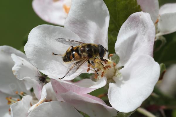 A large broad petalled pinkish white flower has a chubby orange and dark brown hoverfly feeding at its centre.