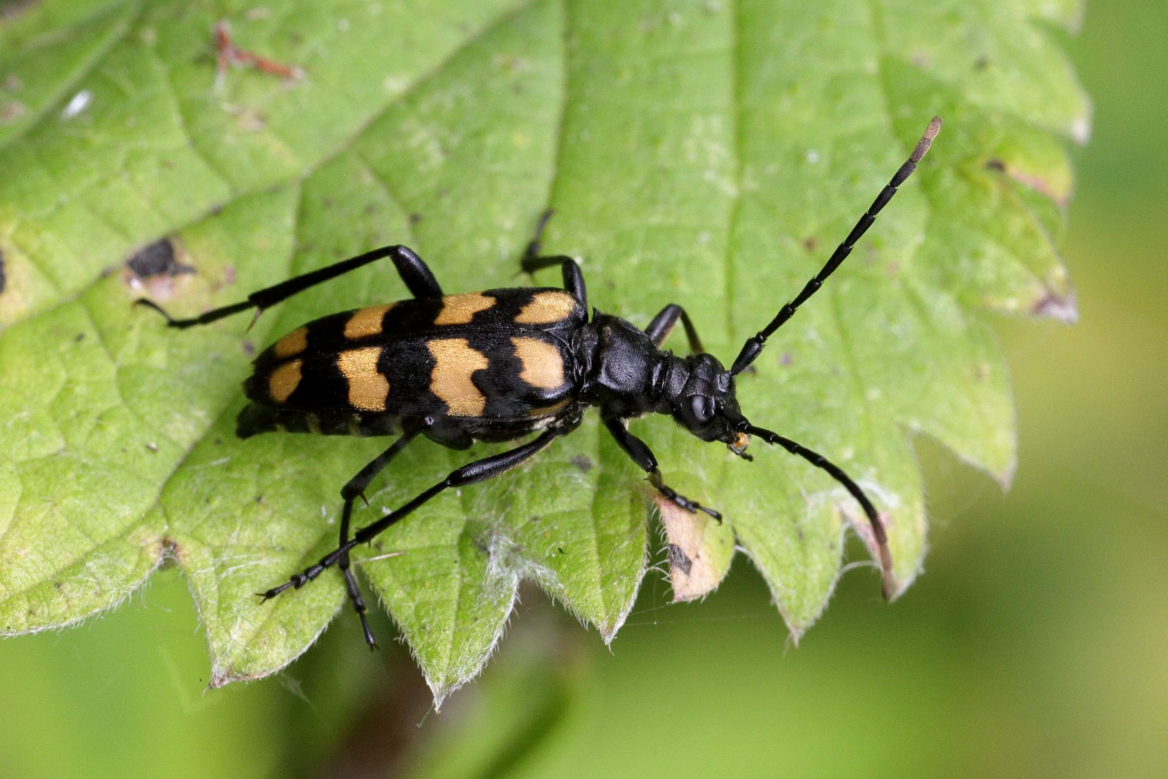 A large slim black beetle with long antennae and four broad mustard coloured stripes across its back.