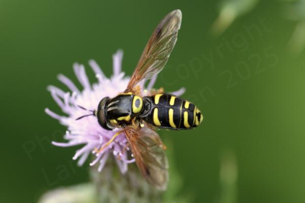 A black hoverfly with orange legs and two rows of pale yellow bars along its abdomen also a distinctive yellow scutellum with a black oval marking in the centre.