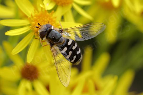 A quite distinctive hoverfly mostly black in colour but with creamy white comma shaped markings on its abdomen and a creamy white head.