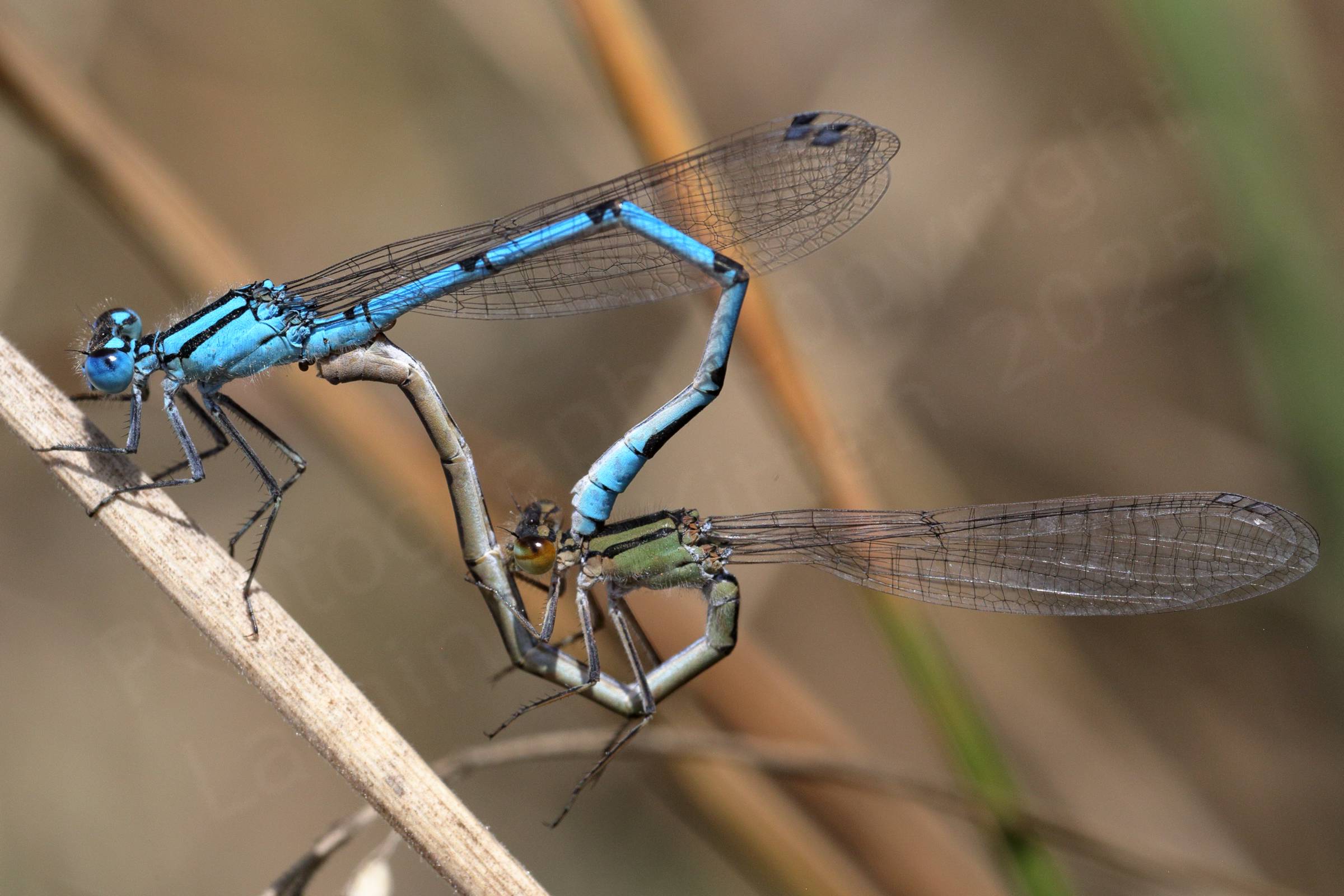 A bright blue male Common Blue Damselfly is mating with a pale green female.