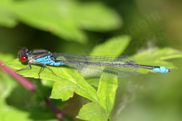 A small red eyed Damselfly mostly blue but with black markings along the top of its thorax and abdomen is resting on a leaf.
