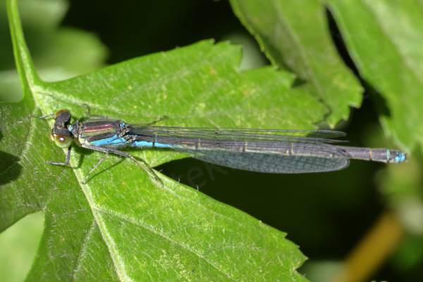 A female small red eyed Damselfly mostly blue but with black markings along the top of its thorax and abdomen and with brown and green eyes instead of the red of the male.