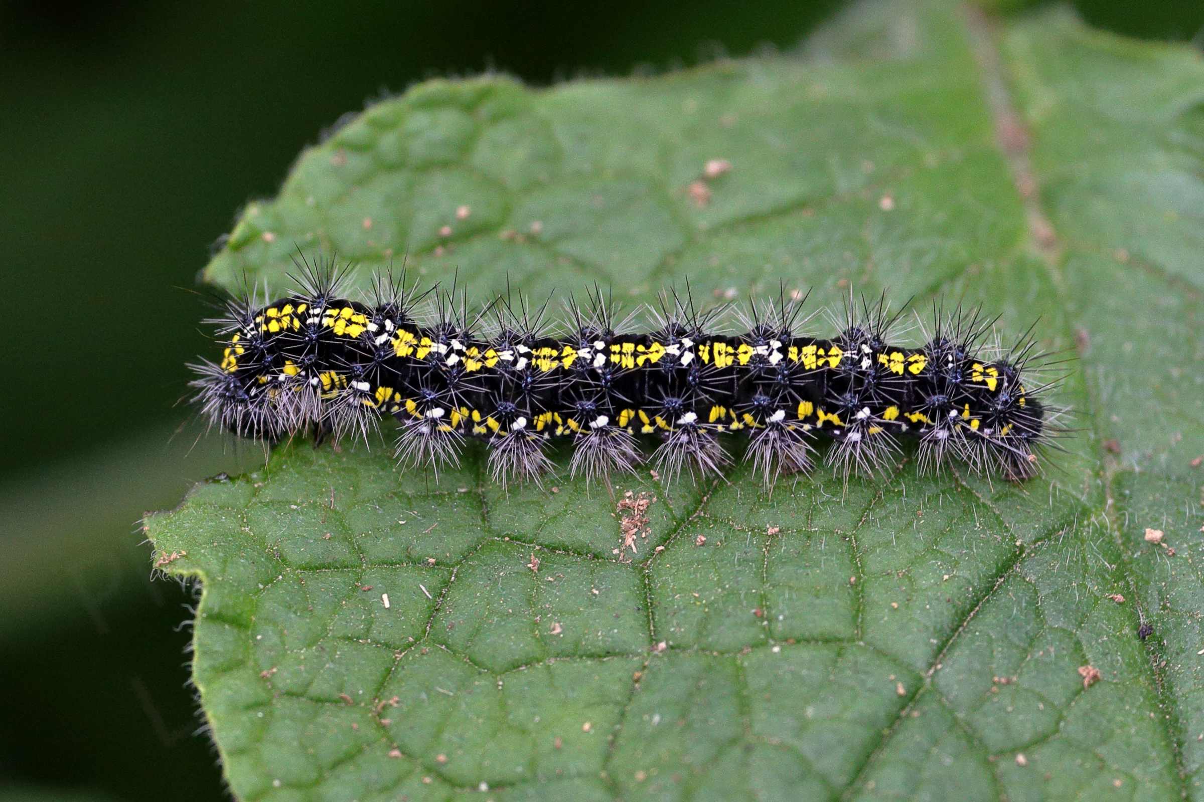 A Caterpillar of the Scarlet Tiger Moth mostly black in colour with three broad rows of large yellow markings which are white where clumps of long pale spikey hairs sprout.