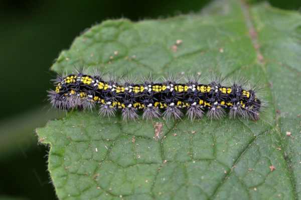 A Caterpillar of the Scarlet Tiger Moth mostly black in colour with three broad rows of large yellow markings which are white where clumps of long pale spikey hairs sprout.