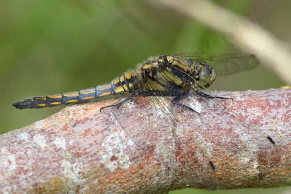 A female Black Tailed Skimmer Dragonfly resting on a branch giving us a good view of her golden yellow colouration and distintive black markings.