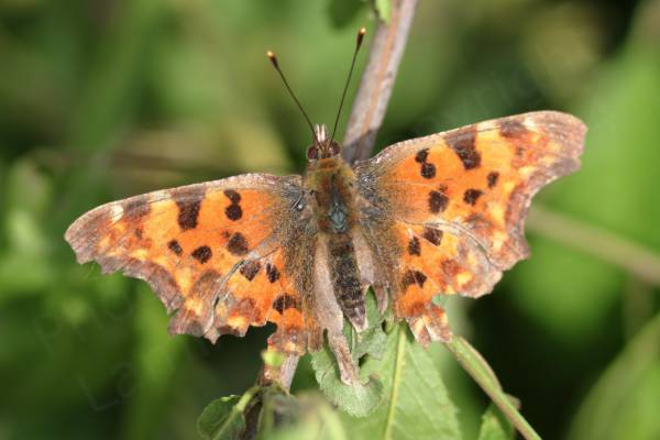 The Comma Butterfly is a largish orange and brown butterfly with very distinctive almost ragged shaped wings and a white C shape on the underwing.