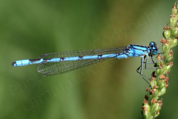 The mature male Common Blue Damselfly is a bright blue medium sized Damselfly with very distinctive small black mushroom shaped markings along the upper half of its abdomen.