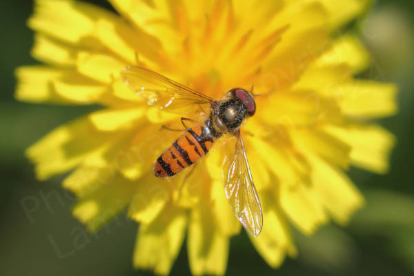 The Marmalade Hoverfly is a medium sized hoverfly with distinctive moustache shaped black markings on its orange abdomen.