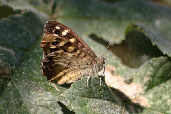The Speckled Wood Butterfly is a brown medium sized Butterfly with lots of cream coloured blotches and eye spots on the upper wings.