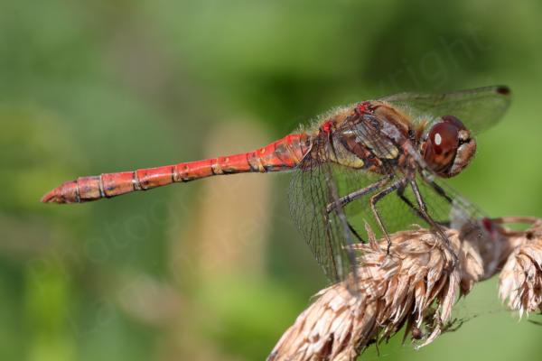 The Common Darter is a smallish Dragonfly with a habit of perching on branches waiting for its prey and varies in colour from bright red in males to dullish yellow brown in females and various shades in between.