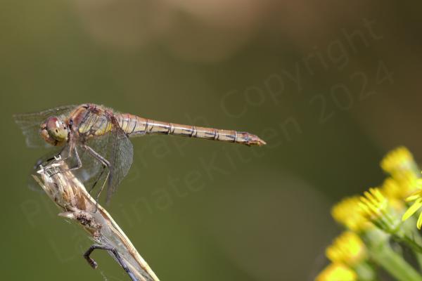 The Common Darter is a smallish Dragonfly with a habit of perching on branches waiting for its prey and varies in colour from bright red in males to dullish yellow brown in females and various shades in between.