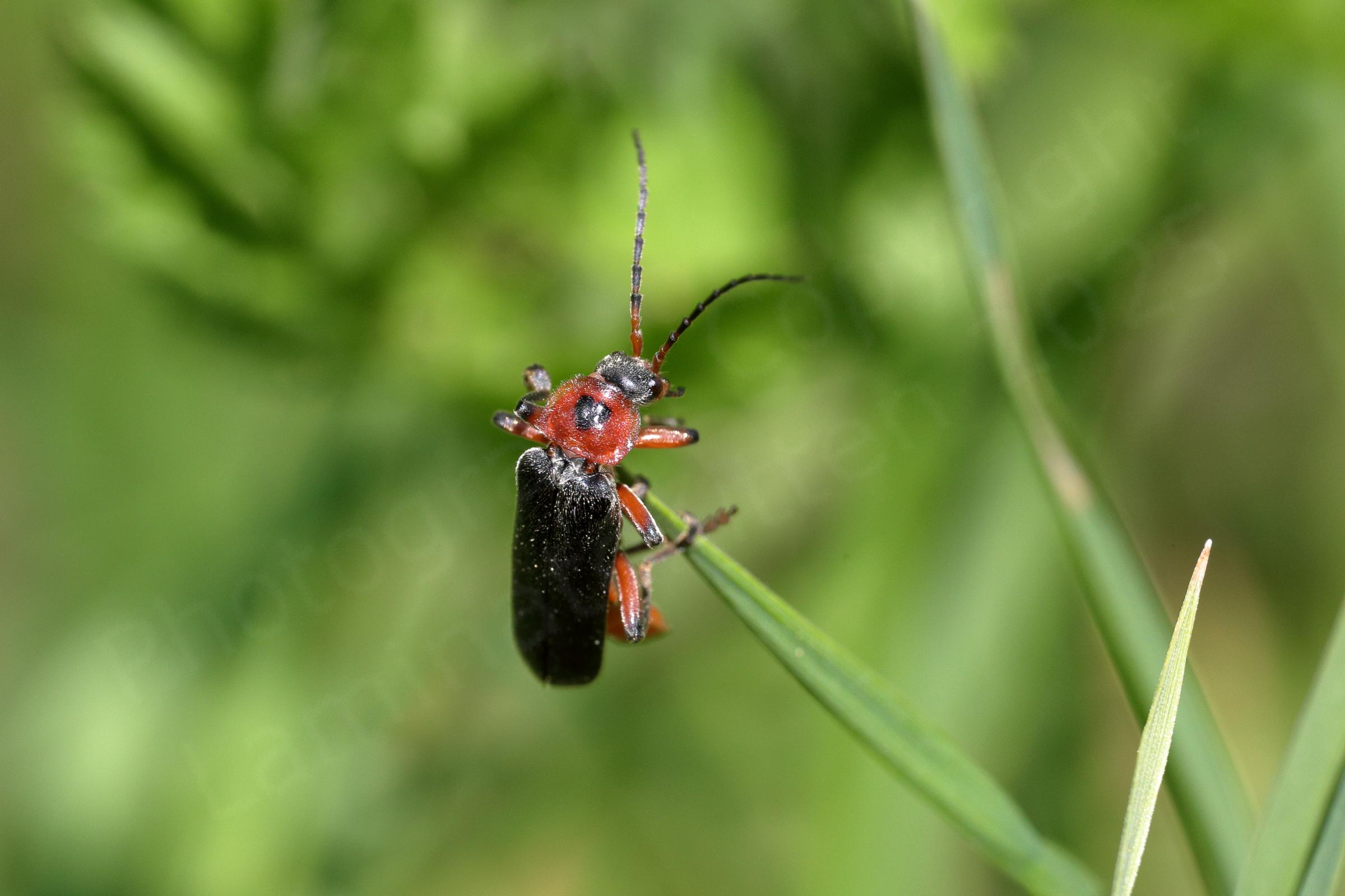 A red Soldier Beetle quite slender with black wing cases and a characteristic black heart shape on its pronotum.