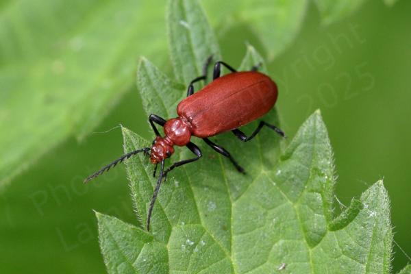 A largish beetle reddish brown in colour with black legs and distinctive toothed antennae.