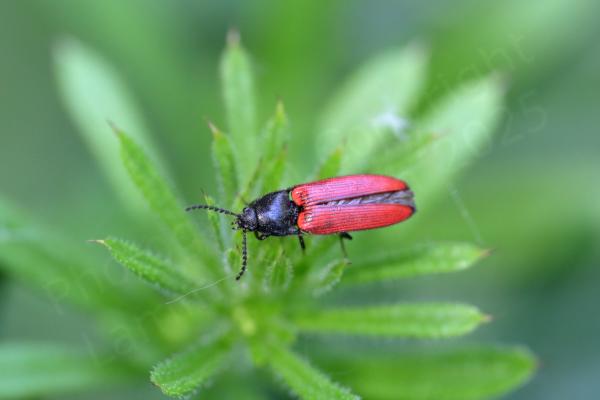 A medium sized slender beetle which is glossy black apart from the crimson wing cases which have rows of small dimples lightly mottled.