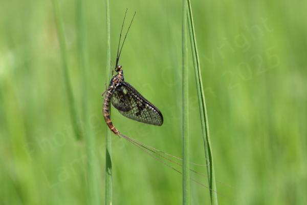 A Mayfly at rest in its characteristic curved pose amongst the grass.