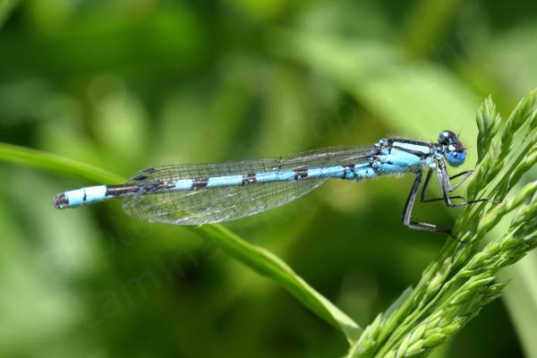 A male Common Blue Damselfly amongst the green grasses.