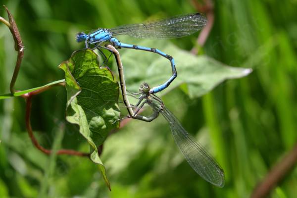 A pair of Common Blue Damselflies mating showing a marked colour difference as the male is bright blue and the female a subdued pale green with brownish black markings.