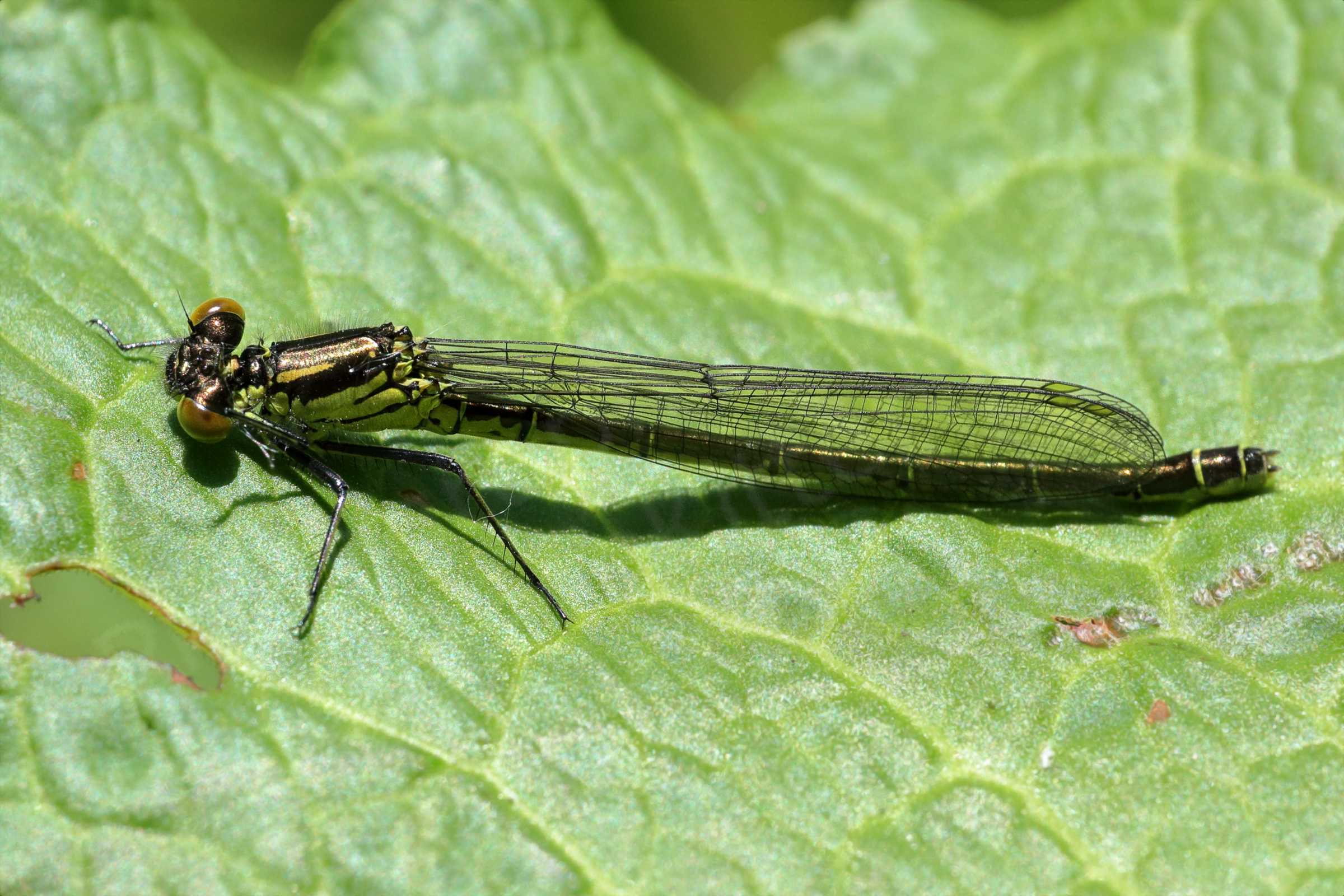 A large green Damselfly with coppery brown markings on the thorax and abdomen which despite the lack of red eyes we assume is a female Red Eyed Damselfly.