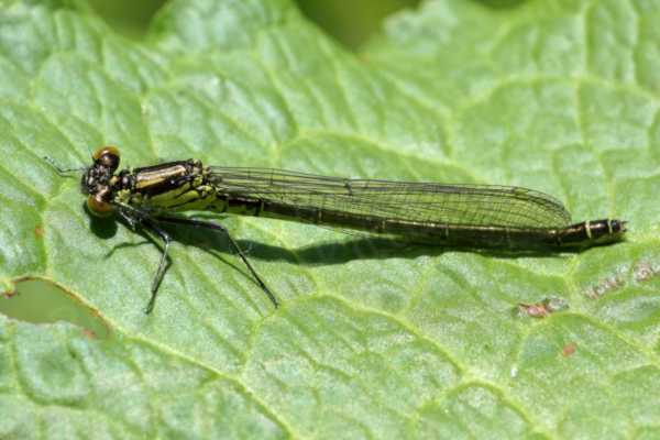 A large green Damselfly with coppery brown markings on the thorax and abdomen which despite the lack of red eyes we assume is a female Red Eyed Damselfly.