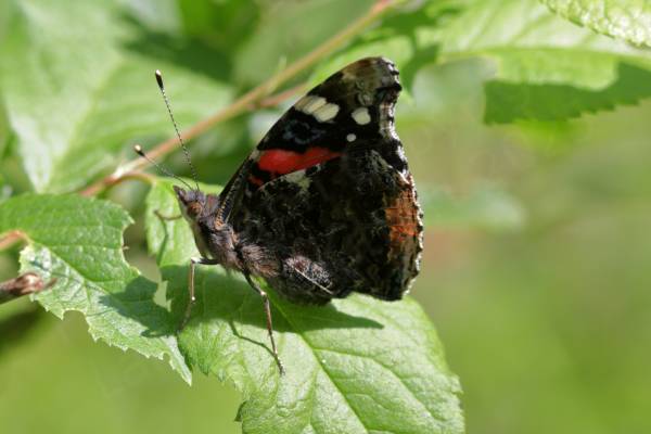 A Red Admiral Butterfly is resting on a leaf with its rather tatty wings folded.