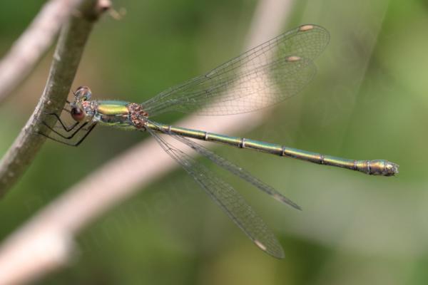 A slender metallic green Willow Emerald Damselfly with large brown eyes is resting on a near vertical tree branch.