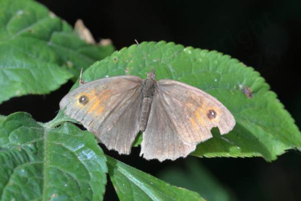 A faded brown and rather tatty Meadow Brown Butterfly is sunning itself on a dark green leaf.