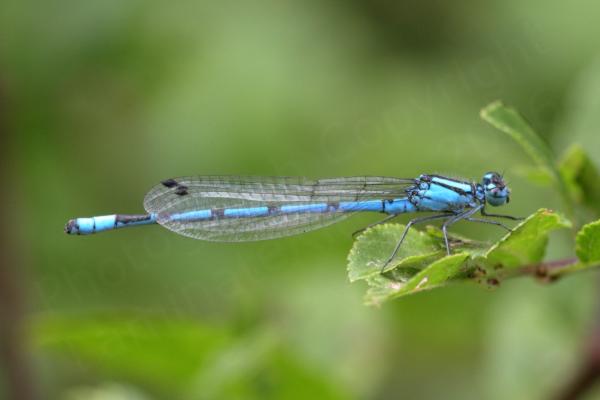 A male Common Blue Damselfly which is rather unsurprisingly bright blue with black stripes on his thorax and small black mushroom shaped markings along the top of his abdomen.