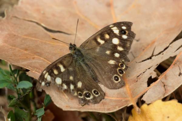 A brown and cream Speckled Wood Butterfly with worn and damaged wings is taking a break in a sunny spot.