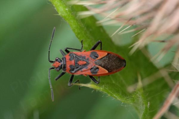 A spectacular adult Cinnamon Bug mostly orangey red in colour with black legs and antennae and lots of identifying black markings on its top sides.
