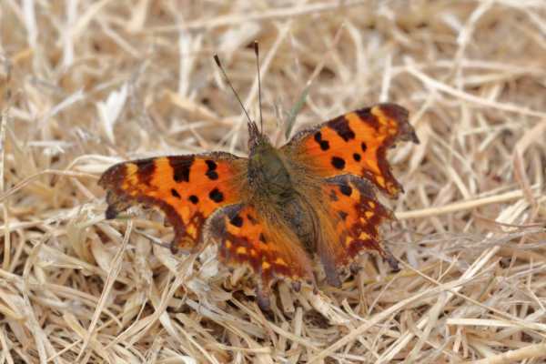 An orange and brown Comma Butterfly with open wings is basking in the sun on a straw coloured grass path.