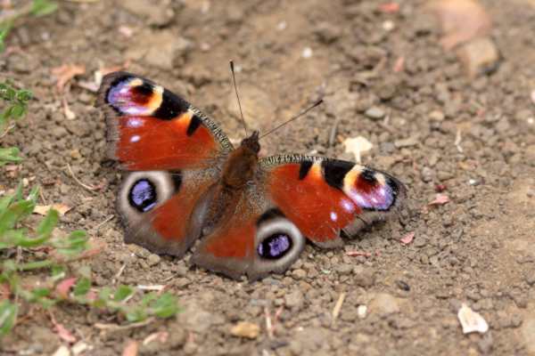 A vibrantly coloured Peacock Butterfly with open wings is sunning itself on some bare ground.