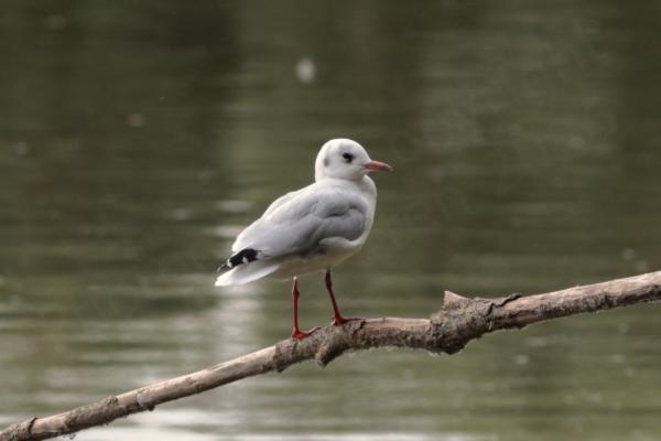 A young Black-headed Gull mostly white in colour except for the red beak and legs and its grey wings with black tail feathers is keeping lookout on a branch overlooking the lake.
