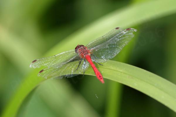 A bright red Ruddy Darter Dragonfly with black legs is at rest amongst the reeds of the river bank.